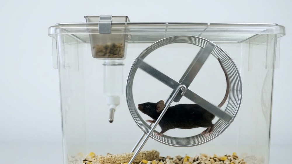 Running mouse