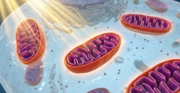 Clearing Damaged Mitochondria to Fight Skin Photoaging