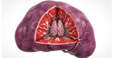 Thymus Grafts Grow in Mouse Spleens, Restoring Immunity