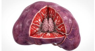 Thymus Grafts Grow in Mouse Spleens, Restoring Immunity