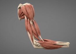 Calcium Mishandling Contributes to Muscle Loss