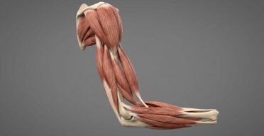 Calcium Mishandling Contributes to Muscle Loss