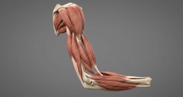 Calcium Mishandling Contributes to Muscle Loss