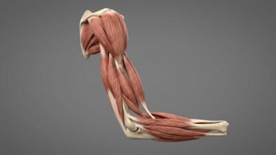 Weak muscles