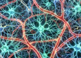 An Astrocytic Factor Slows Whole-Body Aging in Mice