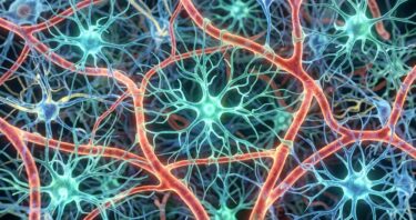 An Astrocytic Factor Slows Whole-Body Aging in Mice
