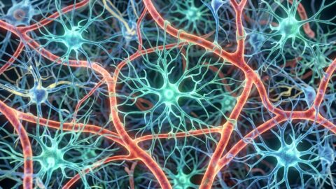 Astrocytes