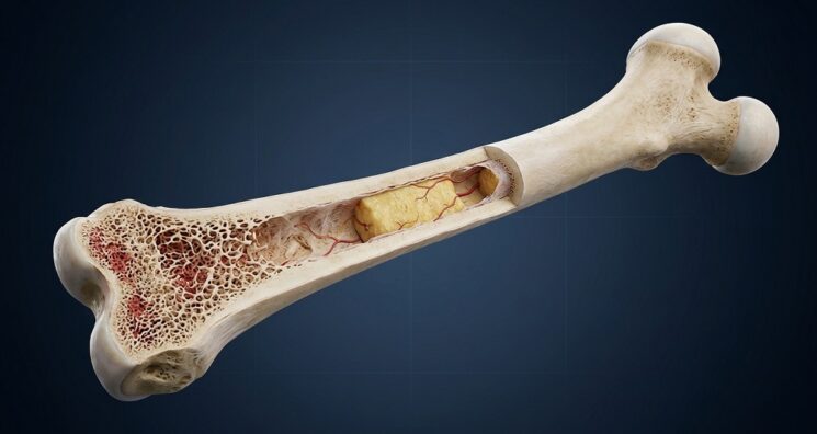Blocking STING Helps Preserve Bone in Aging Mice