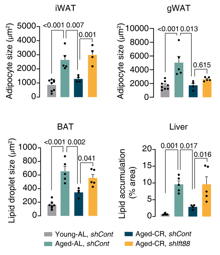 Cilia metabolic effects