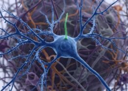 How Some Neuronal Cilia May Affect the Whole Body