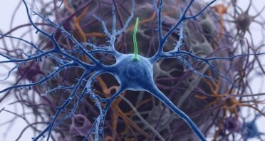 How Some Neuronal Cilia May Affect the Whole Body