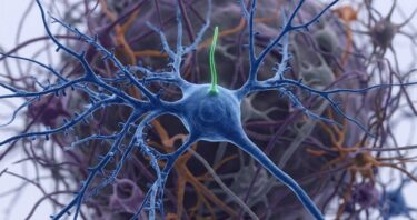 How Some Neuronal Cilia May Affect the Whole Body