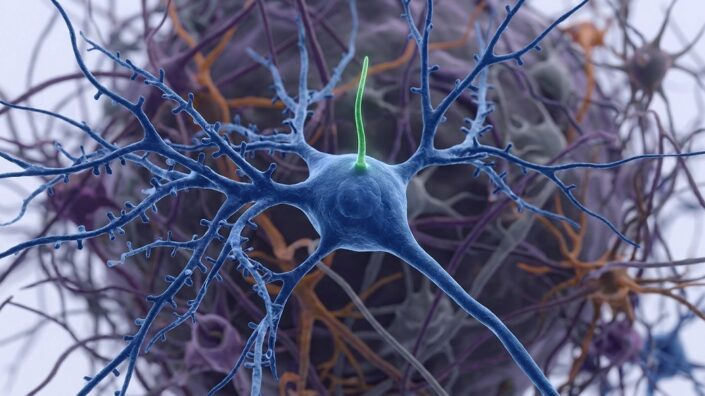 Impact of Neuronal Cilia on Whole Body Health Revealed