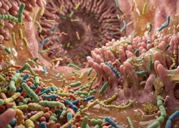 Gut Bacteria Molecule Slows Atherosclerosis in Mice