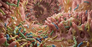 Gut Bacteria Molecule Slows Atherosclerosis in Mice