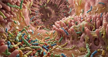 Gut Bacteria Molecule Slows Atherosclerosis in Mice