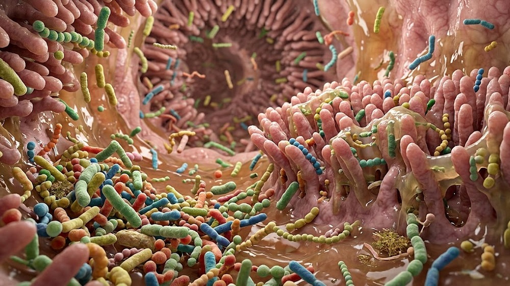 Gut bacteria
