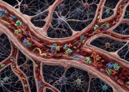 Menopausal Serum Protein Changes May Predict Brain Health