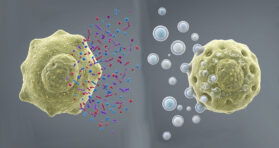 Untangling Differences in Senescent Cellular Signaling
