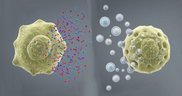 Untangling Differences in Senescent Cellular Signaling