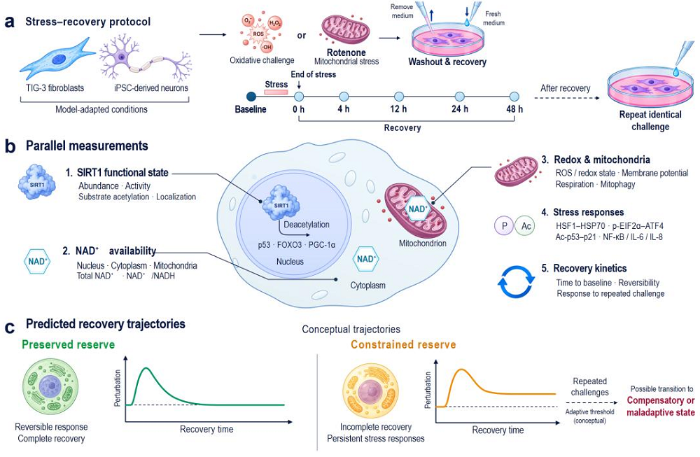 SIRT1 Functional Reserve