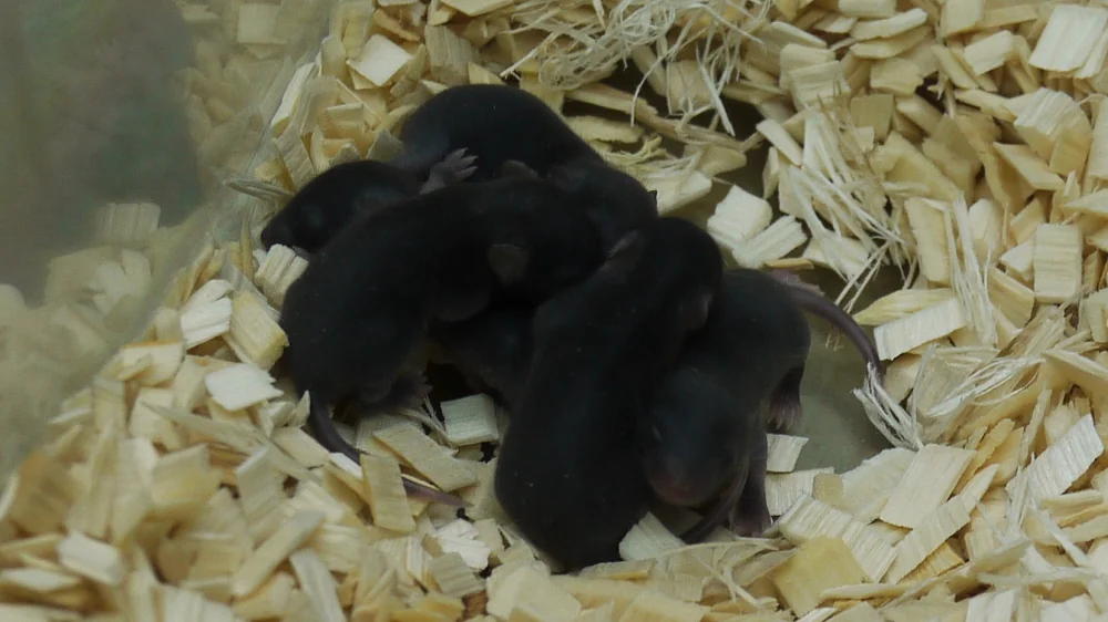 Black lab mice