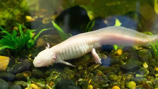 Axolotl