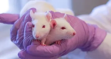 Senescent Cells Promote Cartilage Regeneration in Rats