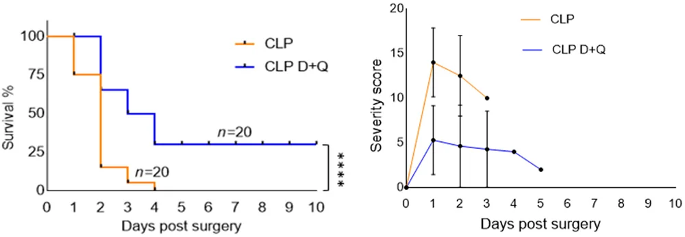 Senolytic sepsis survival and severity